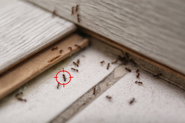 Best Pest Removal Services  in Yulee, FL
