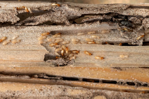 Best Local Pest Control Services  in Yulee, FL